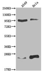 KDM1B Recombinant Rabbit Monoclonal Antibody (15F3)