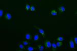 BMP-4 Recombinant Rabbit Monoclonal Antibody (19B7)