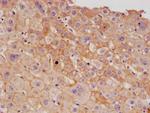 CD166 Antibody in Immunohistochemistry (Paraffin) (IHC (P))
