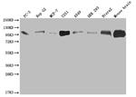 CD166 Antibody in Western Blot (WB)