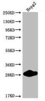CDX1 Antibody in Western Blot (WB)