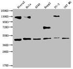 HIF1AN Antibody in Western Blot (WB)