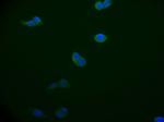BAP31 Recombinant Rabbit Monoclonal Antibody (12G12)
