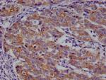 Beta-casein Antibody in Immunohistochemistry (Paraffin) (IHC (P))