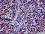 COPS3 Antibody in Immunohistochemistry (Paraffin) (IHC (P))