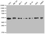 COPS3 Antibody in Western Blot (WB)