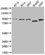 ASK Antibody in Western Blot (WB)