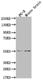 JNK3 Antibody in Western Blot (WB)