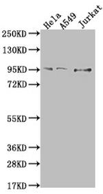 CARS Antibody in Western Blot (WB)