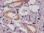 ISG15 Antibody in Immunohistochemistry (Paraffin) (IHC (P))