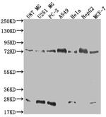 Calpain 2 Recombinant Rabbit Monoclonal Antibody (17E9)