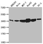 Annexin A2 Antibody in Western Blot (WB)