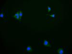 P-Glycoprotein Recombinant Rabbit Monoclonal Antibody (11H10)