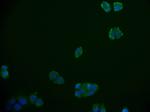 RGS6 Recombinant Rabbit Monoclonal Antibody (12H5)