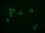 MAS1L Antibody in Immunocytochemistry (ICC/IF)