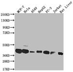MAS1L Antibody in Western Blot (WB)