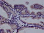 TMEM192 Antibody in Immunohistochemistry (Paraffin) (IHC (P))