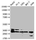 TMEM192 Antibody in Western Blot (WB)