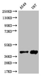 Serine racemase Recombinant Rabbit Monoclonal Antibody (12B2)
