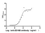 ZG16B Antibody in ELISA (ELISA)