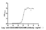 CEACAM5/CEACAM6 Antibody in ELISA (ELISA)