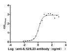 IL-12/IL-23 p40 Recombinant Human Monoclonal Antibody (14D4)