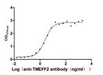 TMEFF2 Recombinant Human Monoclonal Antibody (6G6)