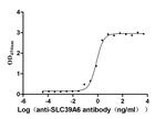 SLC39A6 Recombinant Human Monoclonal Antibody (13F1)