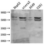 CD147 Antibody in Western Blot (WB)