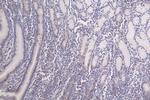 Formyl-Histone H3 (Lys122) Antibody in Immunohistochemistry (Paraffin) (IHC (P))