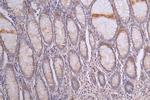 SIRP alpha Antibody in Immunohistochemistry (Paraffin) (IHC (P))
