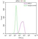 Apolipoprotein L1 Recombinant Rabbit Monoclonal Antibody (32H8)