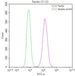 Ferritin Heavy Chain Antibody in Flow Cytometry (Flow)