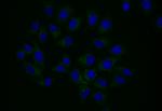 Npr2 Recombinant Rabbit Monoclonal Antibody (19C7)