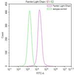 Ferritin Light Chain Antibody in Flow Cytometry (Flow)
