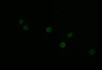 Histone H1.2 Recombinant Rabbit Monoclonal Antibody (16H4)