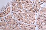 Histone H1.2 Antibody in Immunohistochemistry (Paraffin) (IHC (P))