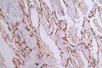 Aquaporin 4 Antibody in Immunohistochemistry (Paraffin) (IHC (P))
