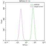 SERCA2 ATPase Antibody in Flow Cytometry (Flow)