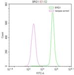 BRG1 Antibody in Flow Cytometry (Flow)