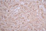 ASS1 Antibody in Immunohistochemistry (Paraffin) (IHC (P))