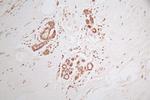 DYNLL1 Antibody in Immunohistochemistry (Paraffin) (IHC (P))