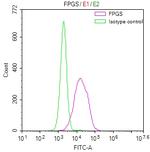 FPGS Recombinant Rabbit Monoclonal Antibody (30C11)