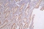DEK Antibody in Immunohistochemistry (Paraffin) (IHC (P))