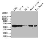 CREB Recombinant Rabbit Monoclonal Antibody (21E3)