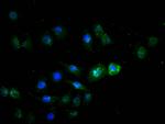 HNF4A Recombinant Rabbit Monoclonal Antibody (10A7)