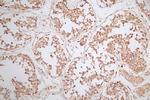 WDR5 Antibody in Immunohistochemistry (Paraffin) (IHC (P))