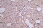 TUBB1 Antibody in Immunohistochemistry (Paraffin) (IHC (P))