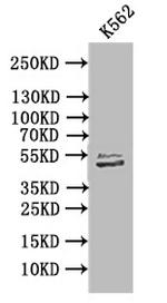 TUBB1 Antibody in Western Blot (WB)
