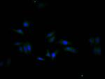 GAPDH Antibody in Immunocytochemistry (ICC/IF)